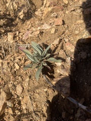 Penstemon secundiflorus