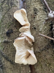 Pleurotus populinus