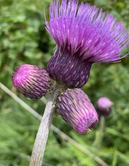 Cirsium rivulare