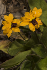 Goodenia trinervis