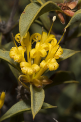 Lambertia ilicifolia