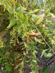 Anisacanthus thurberi