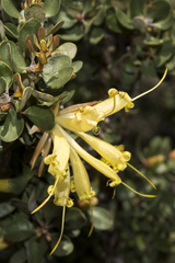 Lambertia ilicifolia
