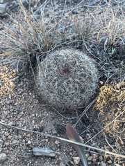 Pediocactus simpsonii