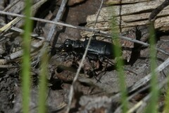 Cicindela longilabris