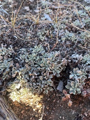 Antennaria parvifolia