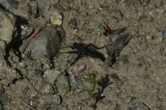 Cyrtopogon