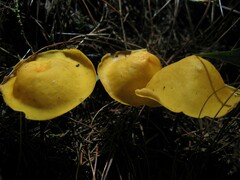 Hymenogloea papyracea