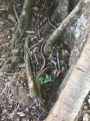 Lampropeltis abnorma