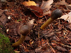 Tolypocladium capitatum