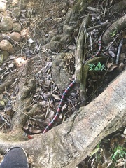 Lampropeltis abnorma