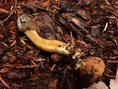 Tolypocladium capitatum