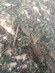 Lampropeltis abnorma