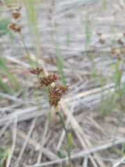 Juncus xiphioides