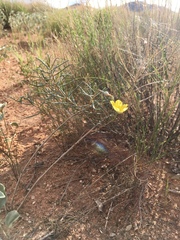 Talinum polygaloides