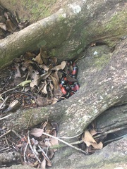 Lampropeltis abnorma