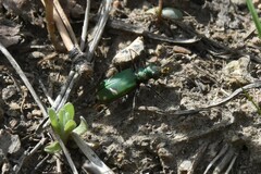 Cicindela purpurea