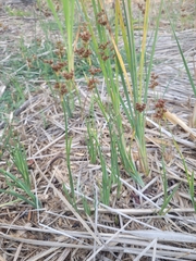 Juncus xiphioides