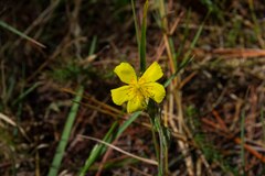 Helianthemum tinetense
