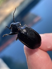 Calosoma marginale