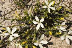 Orianthera flaviflora