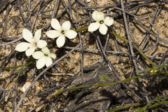 Orianthera flaviflora