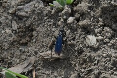 Pompiloidea