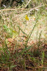 Helianthemum tinetense