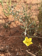 Talinum polygaloides