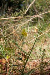 Helianthemum tinetense