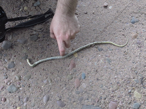 Erythrolamprus ceii