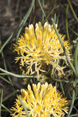 Petrophile prostrata