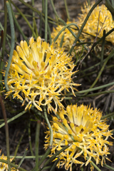 Petrophile prostrata