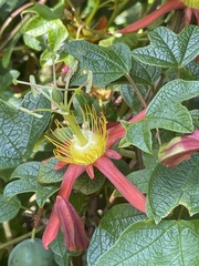 Passiflora cinnabarina