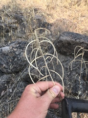 Boechera sparsiflora