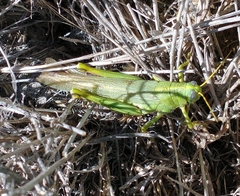 Schistocerca shoshone