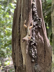 Anolis lineatopus
