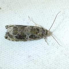 Olethreutes appendiceum