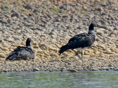 Anhima cornuta