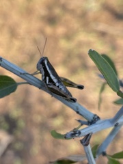 Paraidemona