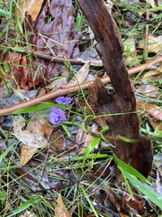 Glycine clandestina