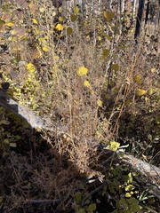 Galium boreale
