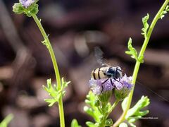 Copestylum fornax