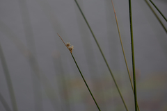 Schoenoplectus acutus