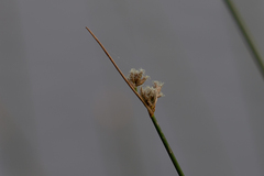 Schoenoplectus acutus