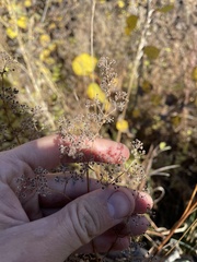 Galium boreale