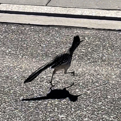 Geococcyx californianus