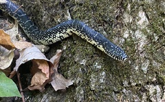 Lampropeltis nigra