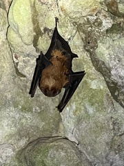 Mormoops blainvillei