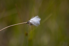 Eriophorum vaginatum